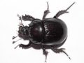 Typhaeus typhoeus